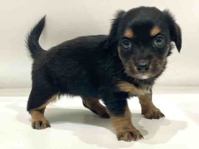 愛知県のチワックス(チワワ×ダックス) (ひごペットフレンドリーヴィアモール アピタ江南西店/2026年2月21日生まれ/男の子/ブラックタン)の子犬の2枚目の画像