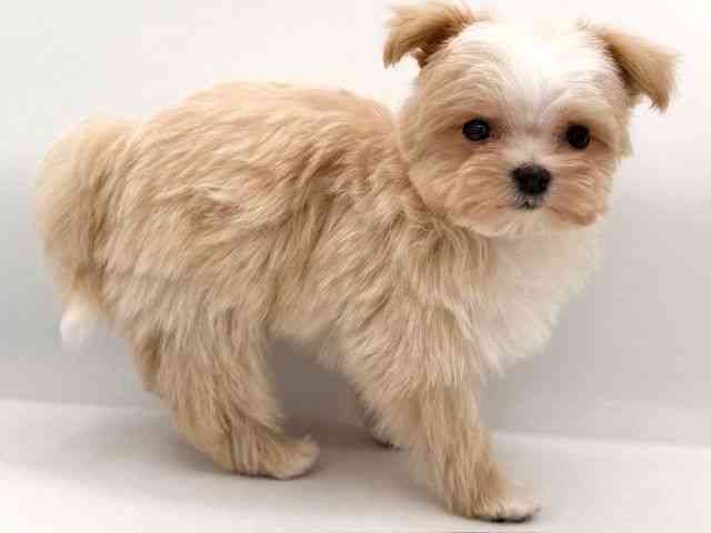 大阪府のマルプー(マルチーズ×プードル) (ひごペットフレンドリーイオンそよら海老江店/2026年2月20日生まれ/男の子/クリーム)の子犬の2枚目の画像