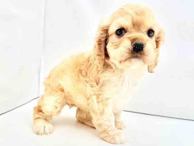 兵庫県のアメリカンコッカースパニエル (ひごペットフレンドリークラウンパーク伊丹店/2026年2月22日生まれ/女の子/バフ)の子犬の2枚目の画像