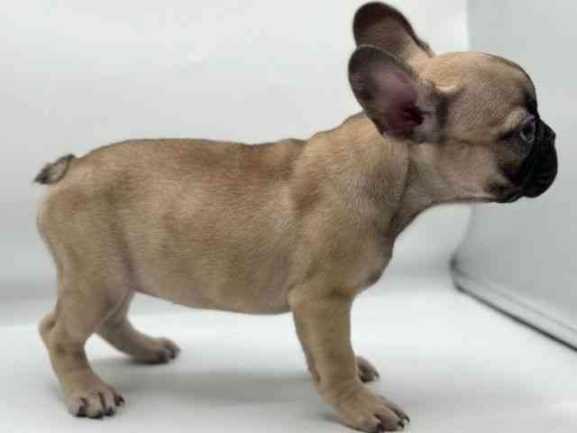 香川県のフレンチブルドッグ (ひごペットフレンドリーゆめタウン高松店/2026年2月21日生まれ/女の子/フォーンホワイト)の子犬の2枚目の画像