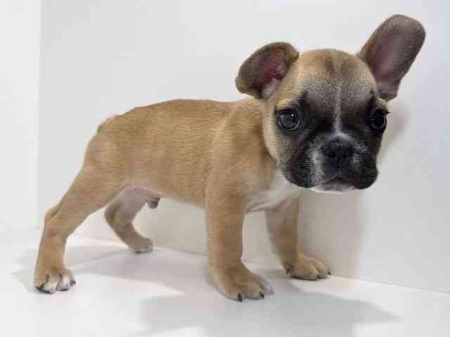 兵庫県のフレンチブルドッグ (ひごペットフレンドリーイトーヨーカドー明石店/2026年2月21日生まれ/男の子/フォーンホワイト)の子犬の2枚目の画像