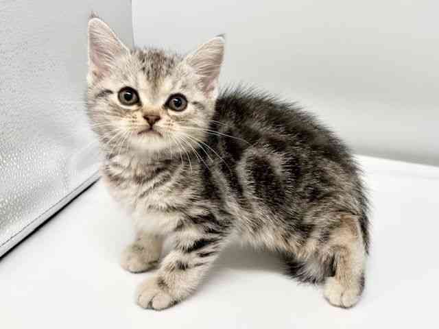 大阪府のアメリカンショートヘアー (ひごペットフレンドリーイオンタウン豊中庄内店/2026年2月18日生まれ/女の子/シルバータビー)の子猫の2枚目の画像