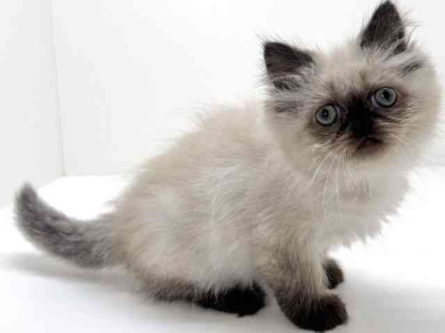 京都府のヒマラヤン (ひごペットフレンドリーイズミヤショッピングセンター八幡店/2026年2月20日生まれ/女の子/シールポイント)の子猫の2枚目の画像