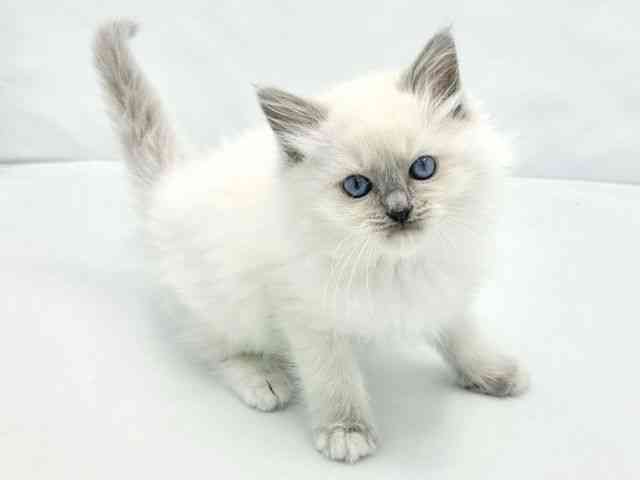 大阪府のラグドール (ひごペットフレンドリーイトーヨーカドー津久野店/2026年2月22日生まれ/男の子/ブルーポイントミテッド)の子猫の2枚目の画像