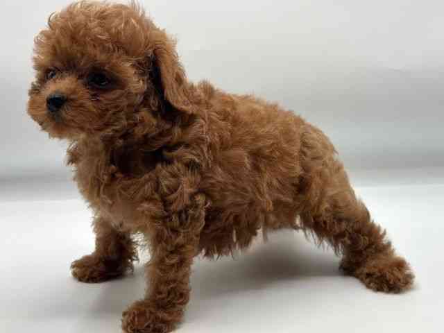 香川県のトイプードル(トイ) (ひごペットフレンドリーゆめタウン高松店/2026年2月21日生まれ/女の子/レッドフォーン)の子犬の2枚目の画像