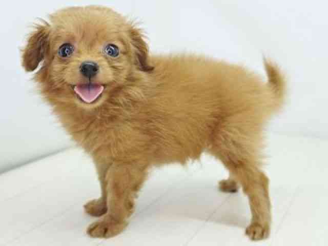 福岡県のポメプー(ポメラニアン×プードル) (ひごペットフレンドリーゆめタウン筑紫野店/2026年2月16日生まれ/男の子/オレンジ)の子犬の2枚目の画像