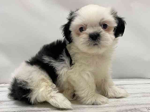 和歌山県のシーズー (ひごペットフレンドリーパームシティ和歌山店/2026年2月22日生まれ/女の子/ブラックホワイト)の子犬の2枚目の画像