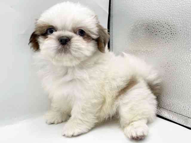 奈良県のシーズー (ひごペットフレンドリートナリエ大和高田店/2026年2月22日生まれ/男の子/ゴールドホワイト)の子犬の2枚目の画像