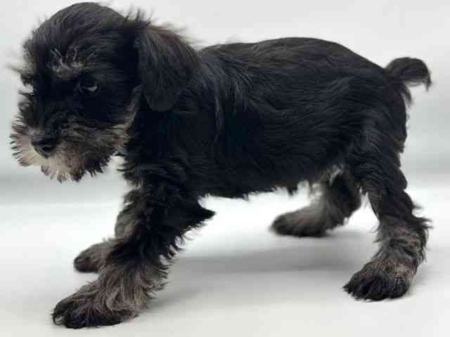 香川県のミニチュアシュナウザー (ひごペットフレンドリーゆめタウン高松店/2026年2月22日生まれ/女の子/ブラックシルバー)の子犬の2枚目の画像