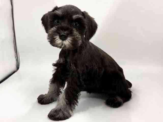 京都府のミニチュアシュナウザー (ひごペットフレンドリー京都店/2026年2月22日生まれ/女の子/ブラックシルバー)の子犬の2枚目の画像