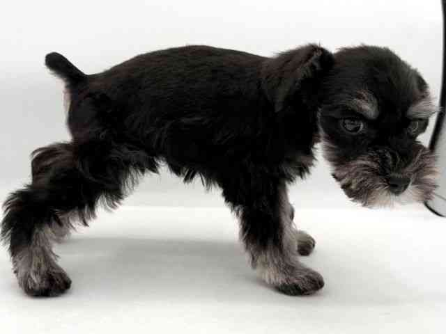 大阪府のミニチュアシュナウザー (ひごペットフレンドリーイオンそよら海老江店/2026年2月22日生まれ/男の子/ブラックシルバー)の子犬の2枚目の画像