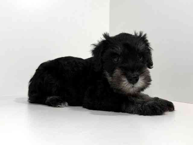 兵庫県のミニチュアシュナウザー (ひごペットフレンドリーイトーヨーカドー明石店/2026年2月22日生まれ/男の子/ブラックシルバー)の子犬の2枚目の画像