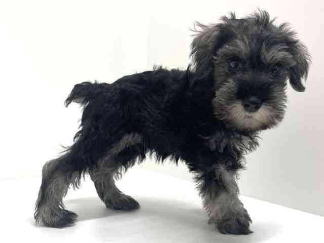 大阪府のミニチュアシュナウザー (ひごペットフレンドリーくずはモール店/2026年2月22日生まれ/男の子/ソルトペッパー)の子犬の2枚目の画像