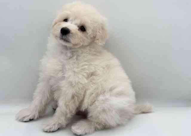 島根県のトイプードル(トイ) (ひごペットフレンドリーイオン松江ショッピングセンター店/2026年2月21日生まれ/男の子/ホワイト)の子犬の2枚目の画像