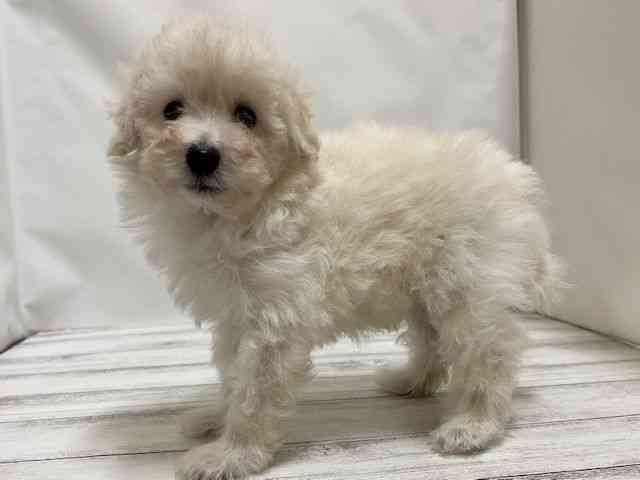 和歌山県のトイプードル(トイ) (ひごペットフレンドリーパームシティ和歌山店/2026年2月21日生まれ/男の子/ホワイト)の子犬の2枚目の画像