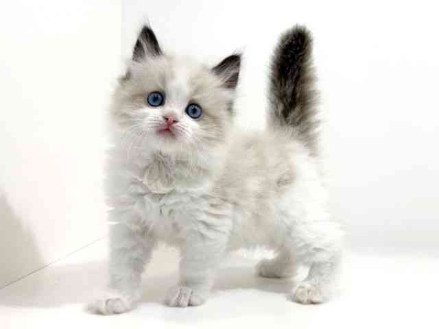 兵庫県のラグドール (ひごペットフレンドリーイトーヨーカドー明石店/2026年2月21日生まれ/男の子/シールポイントバイカラー)の子猫の2枚目の画像