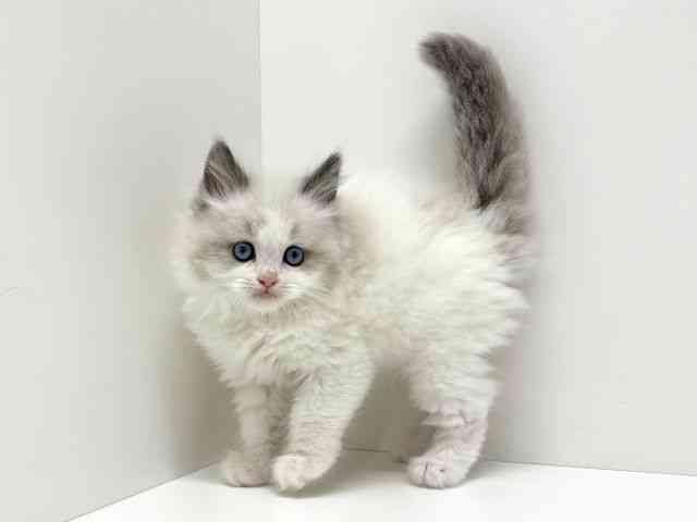 大阪府のラグドール (ひごペットフレンドリーくずはモール店/2026年2月21日生まれ/男の子/ブルーポイントバイカラー)の子猫の2枚目の画像