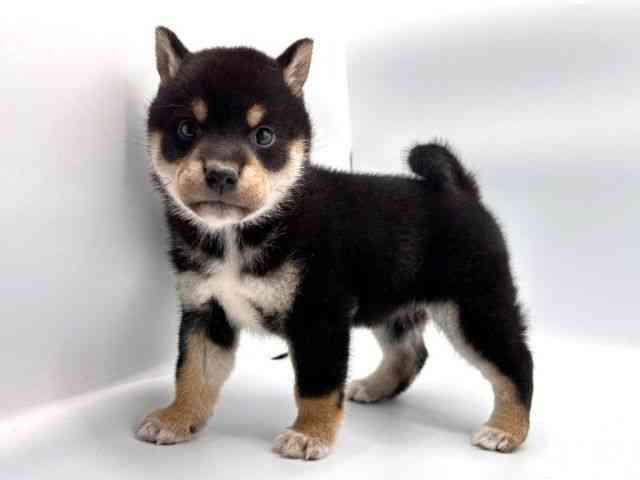 奈良県の柴犬(標準サイズ) (ひごペットフレンドリー田原本店/2026年2月22日生まれ/女の子/黒)の子犬の2枚目の画像