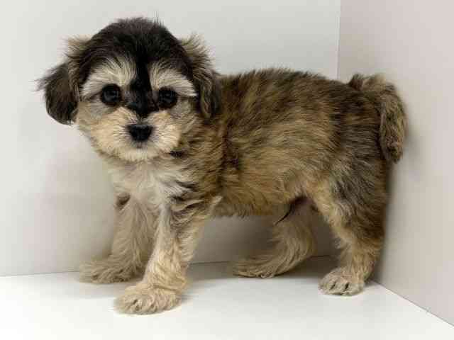 大阪府のチワプー/プーチー(チワワ×プードル) (ひごペットフレンドリーくずはモール店/2026年2月21日生まれ/男の子/レッド)の子犬の2枚目の画像