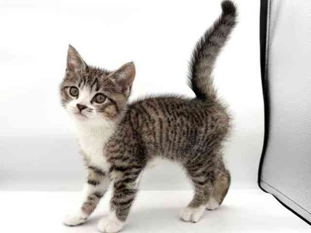 大阪府のマンチカン (ひごペットフレンドリーイオンそよら海老江店/2026年2月15日生まれ/男の子/ブラウンタビーホワイト)の子猫の2枚目の画像