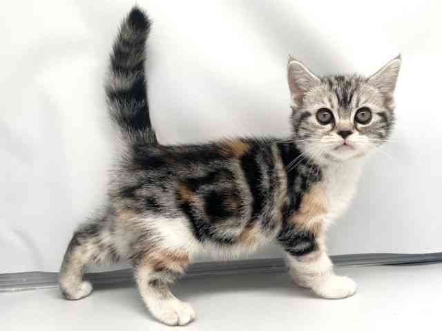 京都府のスコティッシュフォールド (ひごペットフレンドリー洛北阪急スクエア店/2026年2月21日生まれ/女の子/シルバーパッチドタビーホワイト)の子猫の2枚目の画像