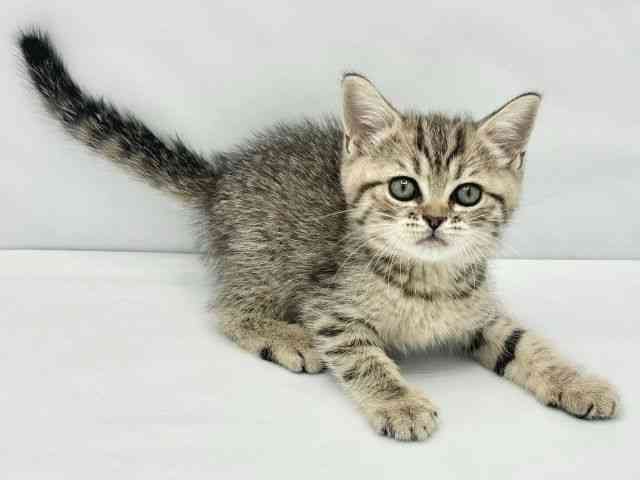 大阪府のミヌエット (ひごペットフレンドリーイトーヨーカドー津久野店/2026年2月22日生まれ/男の子/ブラウンタビー)の子猫の2枚目の画像