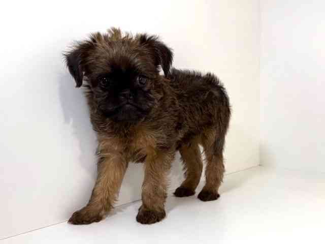 兵庫県のブリュッセルグリフォン (ひごペットフレンドリーイトーヨーカドー明石店/2026年2月21日生まれ/男の子/レッド)の子犬の2枚目の画像