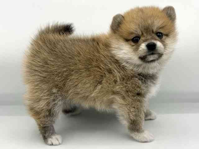 大阪府のポメ柴/豆ポメ/ポメ豆柴(ポメラニアン×柴犬) (ひごペットフレンドリーららぽーとEXPOCITY店/2026年2月22日生まれ/女の子/オレンジ)の子犬の2枚目の画像