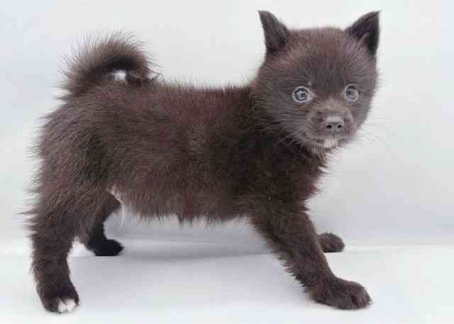 島根県のポメ柴/豆ポメ/ポメ豆柴(ポメラニアン×柴犬) (ひごペットフレンドリーイオン松江ショッピングセンター店/2026年2月20日生まれ/男の子/ブラック)の子犬の2枚目の画像