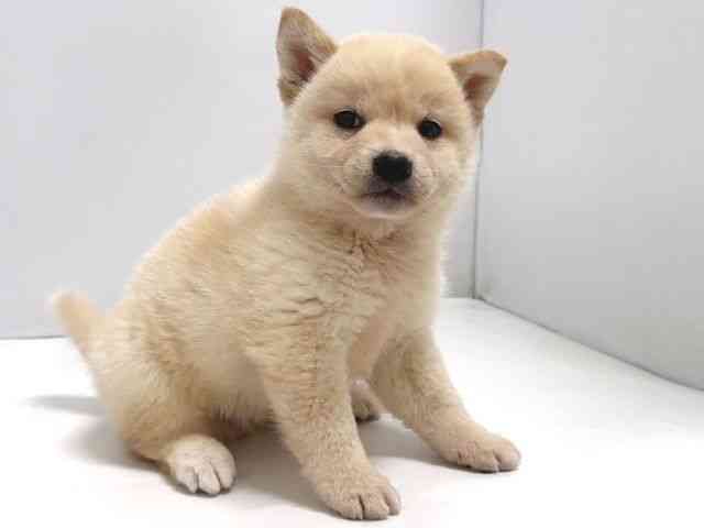奈良県の柴犬(標準サイズ) (ひごペットフレンドリー奈良パワーシティ店/2026年2月22日生まれ/男の子/白)の子犬の2枚目の画像
