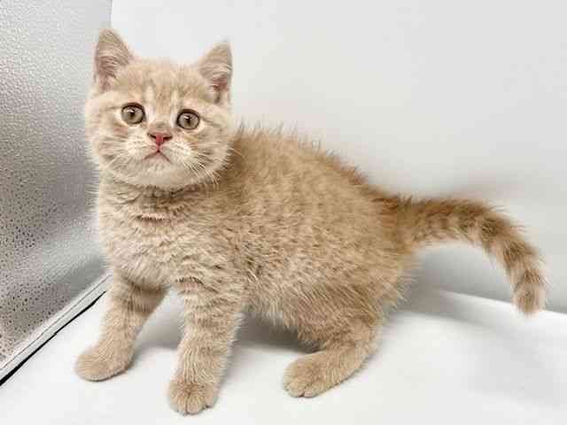 大阪府のブリティッシュショートヘアー (ひごペットフレンドリーイオンタウン豊中庄内店/2026年2月21日生まれ/男の子/クリームタビー)の子猫の2枚目の画像