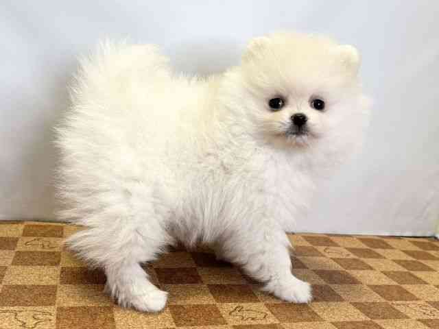 愛媛県のポメラニアン (ひごペットフレンドリーエミフルMASAKI店/2026年2月20日生まれ/女の子/ホワイト)の子犬の2枚目の画像