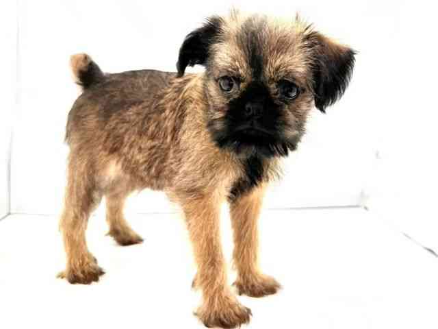 兵庫県のブリュッセルグリフォン (ひごペットフレンドリークラウンパーク伊丹店/2026年2月21日生まれ/女の子/レッド)の子犬の2枚目の画像