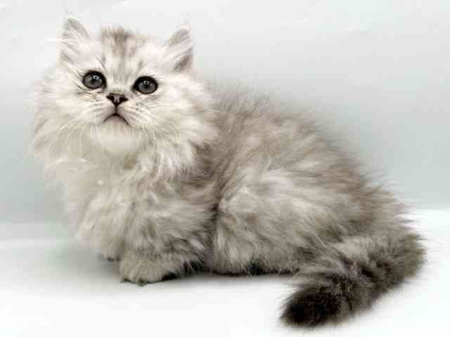 奈良県のマンチカン (ひごペットフレンドリートナリエ大和高田店/2026年2月14日生まれ/女の子/シルバースポットタビー)の子猫の2枚目の画像