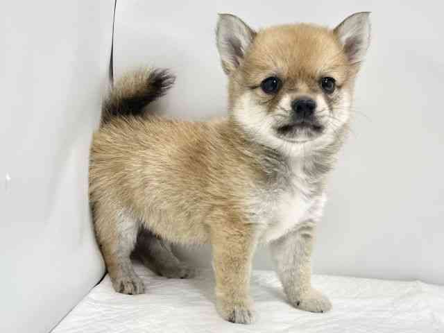 高知県のチワ柴/柴チワ/チワシバ(チワワ×柴) (ひごペットフレンドリーイオンモール高知店/2026年2月19日生まれ/男の子/赤)の子犬の2枚目の画像