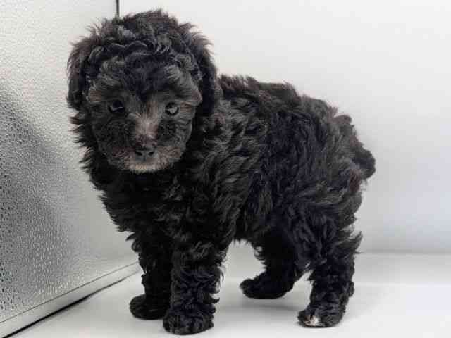 香川県のトイプードル(トイ) (ひごペットフレンドリーゆめタウン高松店/2026年2月15日生まれ/女の子/シルバー)の子犬の2枚目の画像