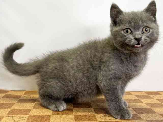 愛媛県のブリティッシュショートヘアー (ひごペットフレンドリーエミフルMASAKI店/2026年2月21日生まれ/男の子/ブルー)の子猫の2枚目の画像