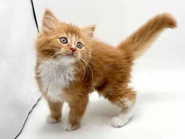 大阪府のメインクーン (ひごペットフレンドリーみのおキューズモール店/2026年2月22日生まれ/女の子/レッドタビーホワイト)の子猫の2枚目の画像