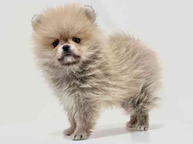 奈良県のポメラニアン (ひごペットフレンドリーイオンモール橿原ウエスト・ビレッジ店/2026年2月22日生まれ/男の子/クリームセーブル)の子犬の2枚目の画像