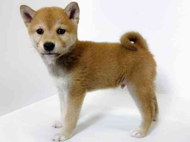 大阪府の柴犬(標準サイズ) (ひごペットフレンドリーアクロスプラザ住之江店/2026年2月20日生まれ/男の子/赤)の子犬の2枚目の画像