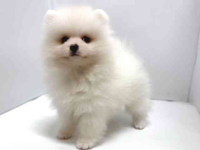 奈良県のポメラニアン (ひごペットフレンドリー奈良パワーシティ店/2026年2月22日生まれ/男の子/クリーム)の子犬の2枚目の画像