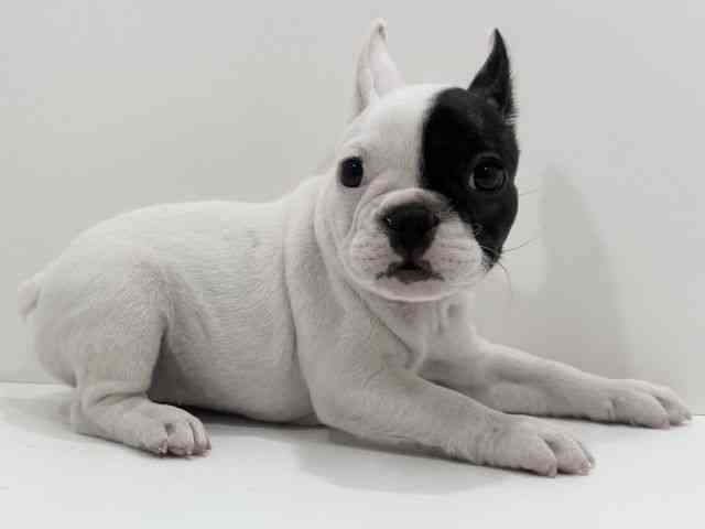 広島県のフレンチブルドッグ (ひごペットフレンドリーフジグラン神辺店/2026年2月12日生まれ/女の子/パイド)の子犬の2枚目の画像