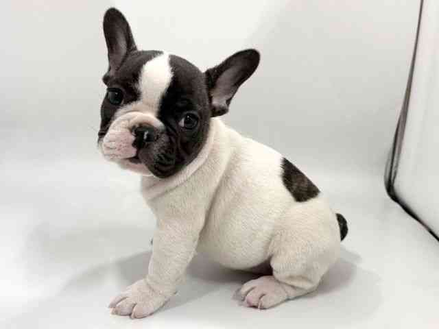 京都府のフレンチブルドッグ (ひごペットフレンドリー京都店/2026年2月12日生まれ/男の子/パイド)の子犬の2枚目の画像