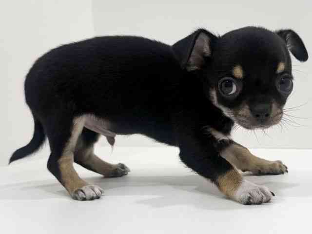 広島県のチワワ(スムース) (ひごペットフレンドリーフジグラン神辺店/2026年2月22日生まれ/男の子/ブラックタンホワイト)の子犬の2枚目の画像