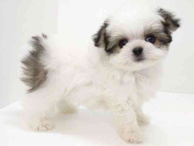 大阪府のチワマル/マルチワ(チワワ×マルチーズ) (ひごペットフレンドリーいこらもーる泉佐野店/2026年2月22日生まれ/男の子/ホワイトセーブル)の子犬の2枚目の画像