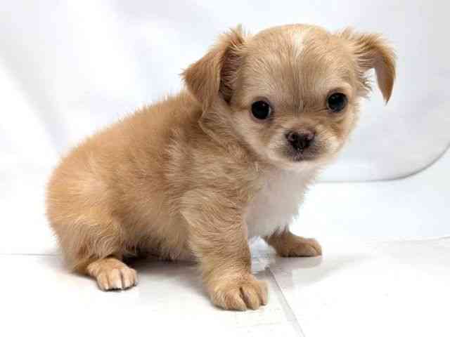 広島県のチワワ(ロング) (ひごペットフレンドリーゆめタウン廿日市店/2026年2月22日生まれ/男の子/クリームホワイト)の子犬の2枚目の画像