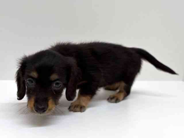 兵庫県のミニチュアダックスフンド(ロング) (ひごペットフレンドリーブルメールHAT神戸店/2026年2月22日生まれ/女の子/ブラックタン)の子犬の2枚目の画像