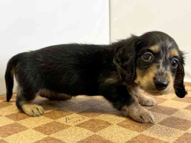 愛媛県のミニチュアダックスフンド(ロング) (ひごペットフレンドリーエミフルMASAKI店/2026年2月22日生まれ/男の子/シルバーダップル)の子犬の2枚目の画像