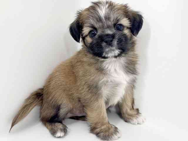 京都府のチワズー/チワシーズ(チワワ×シーズー) (ひごペットフレンドリーイズミヤショッピングセンター八幡店/2026年2月22日生まれ/男の子/セーブルホワイト)の子犬の2枚目の画像