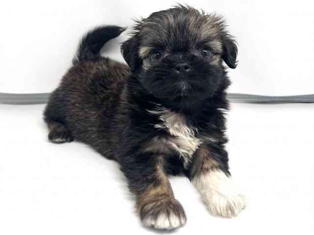 京都府のチワズー/チワシーズ(チワワ×シーズー) (ひごペットフレンドリー洛北阪急スクエア店/2026年2月22日生まれ/男の子/セーブルホワイト)の子犬の2枚目の画像